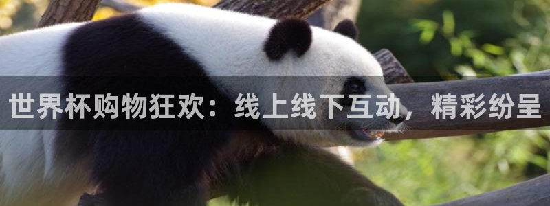 世界杯预选赛欧洲赛区赛程：世界杯购物狂欢：线上线下互动，精彩纷呈